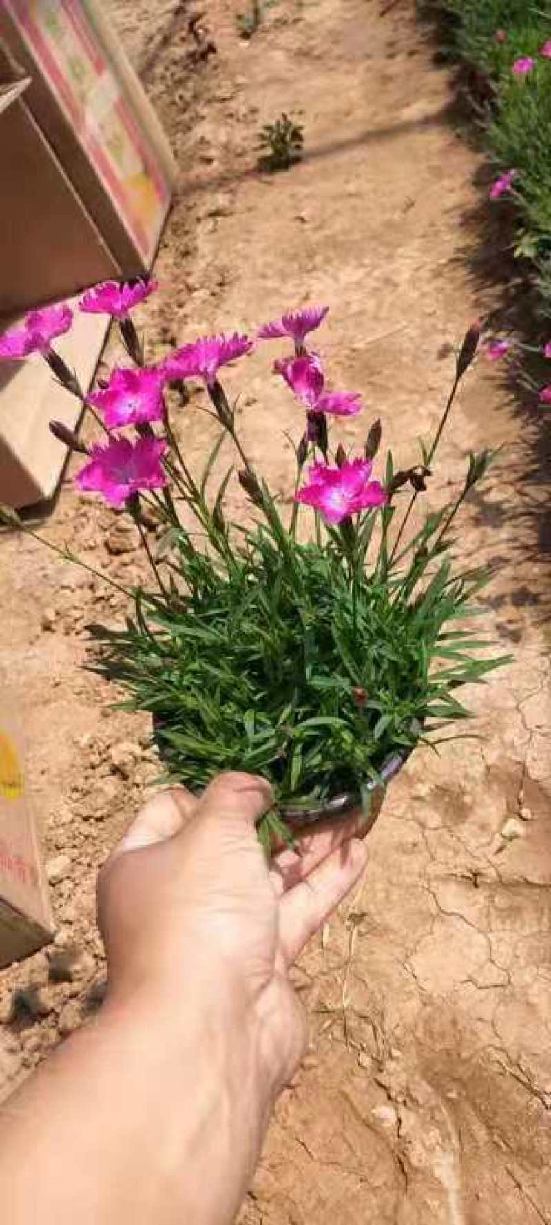 绿化组摆草花