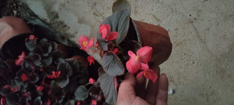 绿化组摆草花