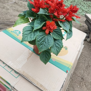 绿化组摆草花