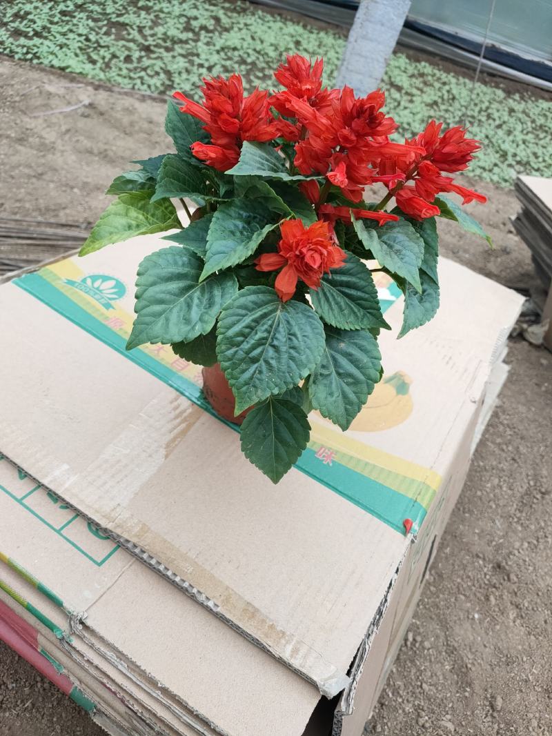 绿化组摆草花