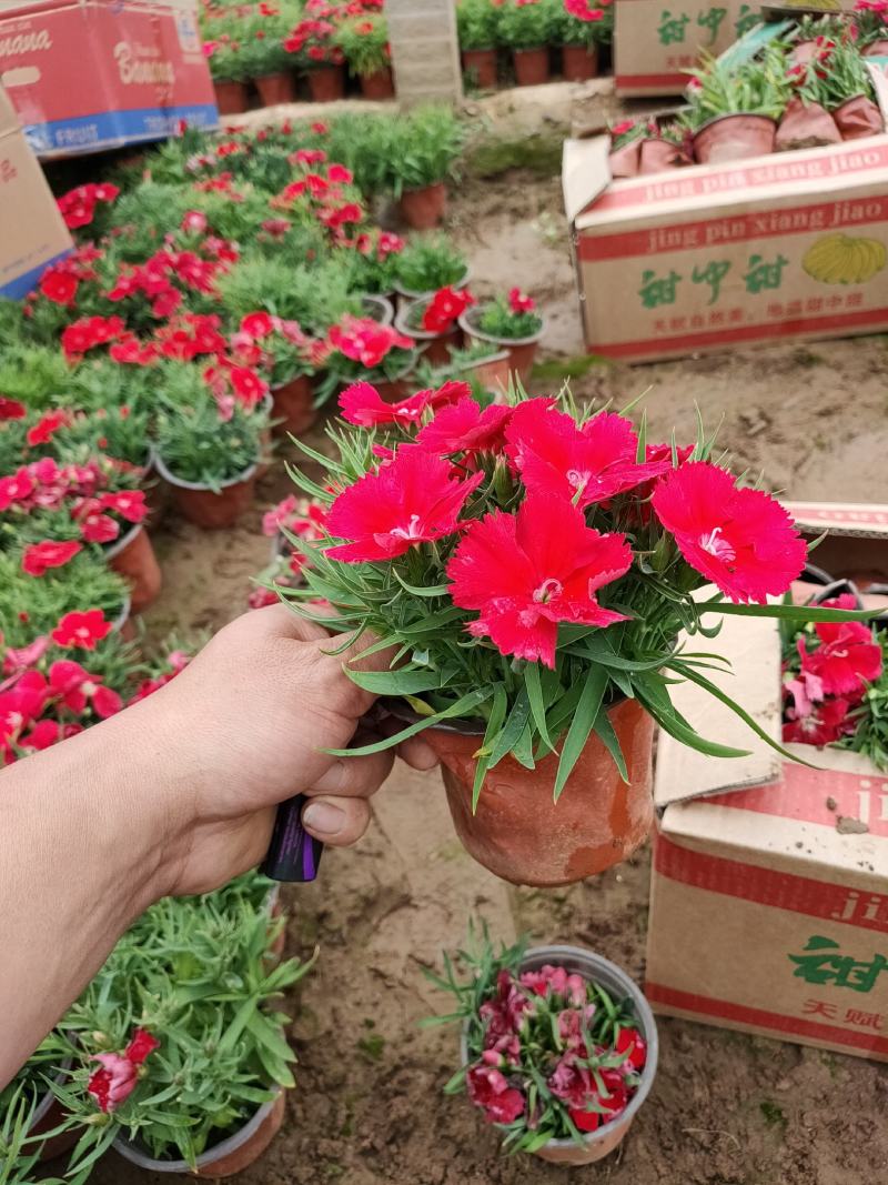 绿化组摆草花