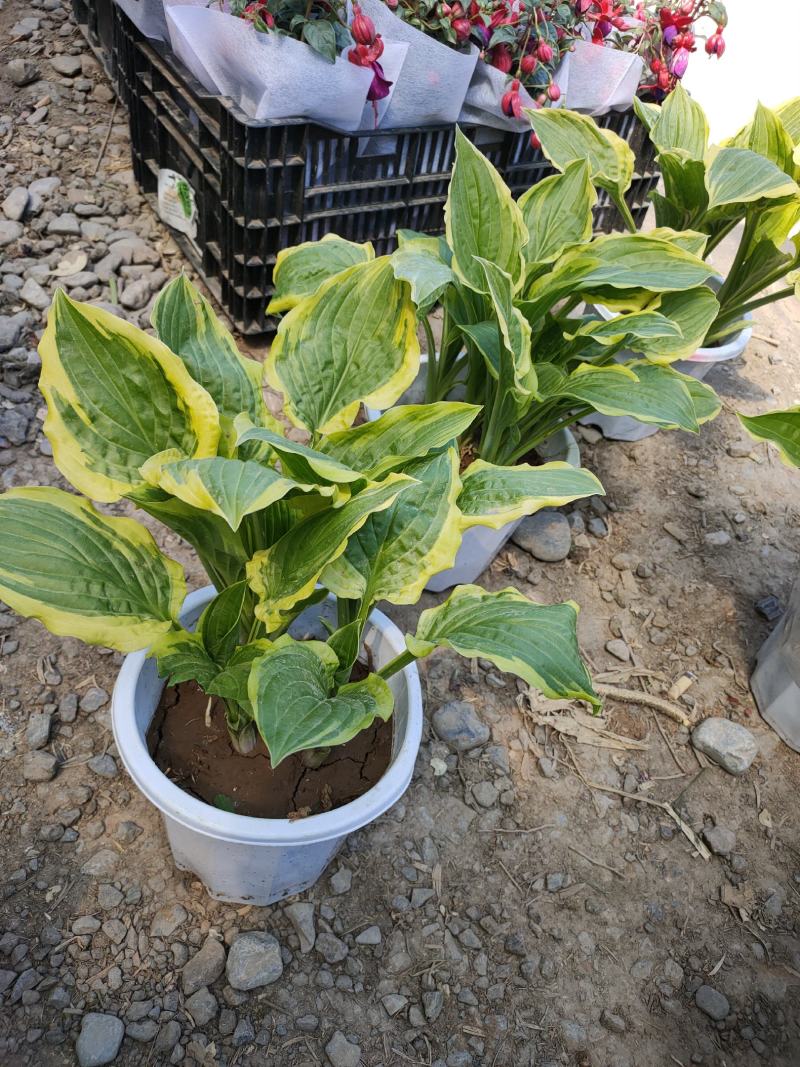 绿化组摆草花