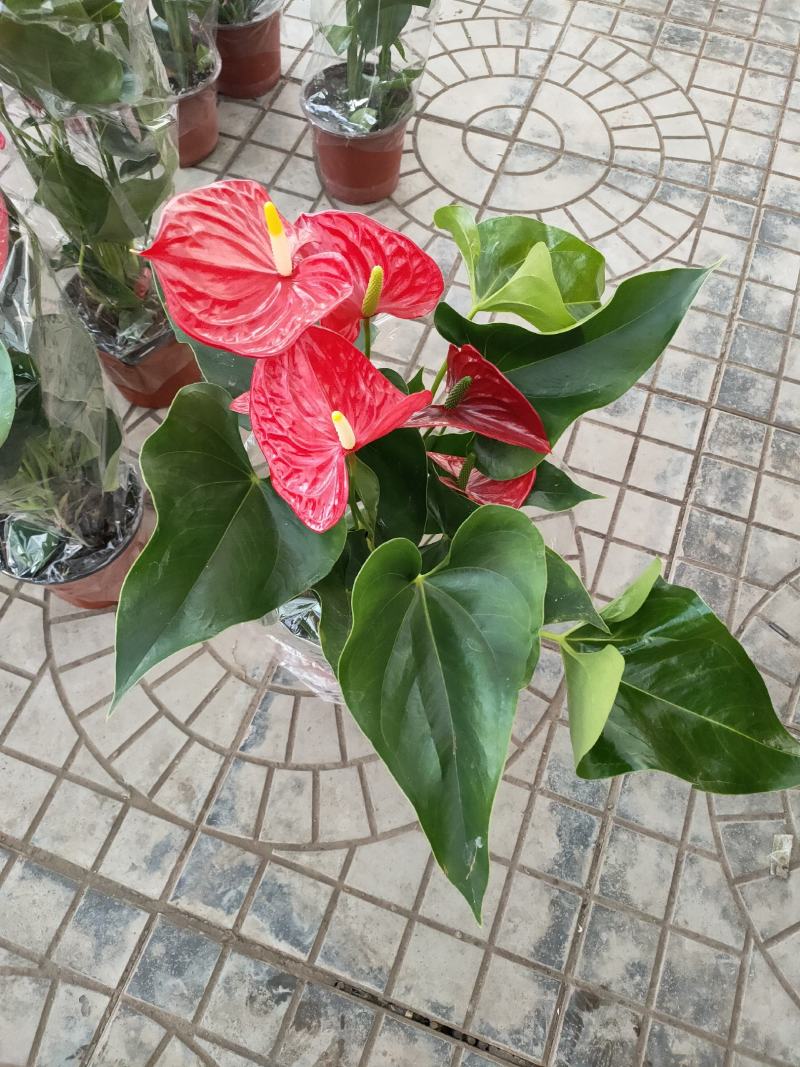 绿化组摆草花
