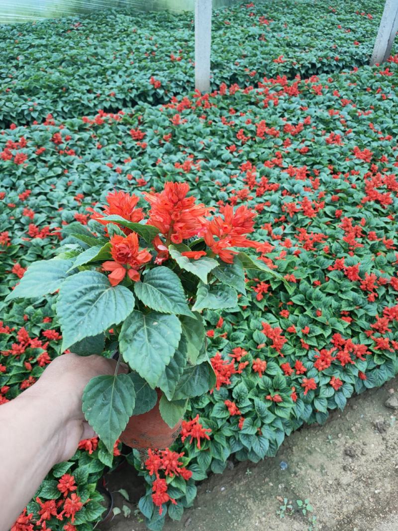 绿化组摆草花