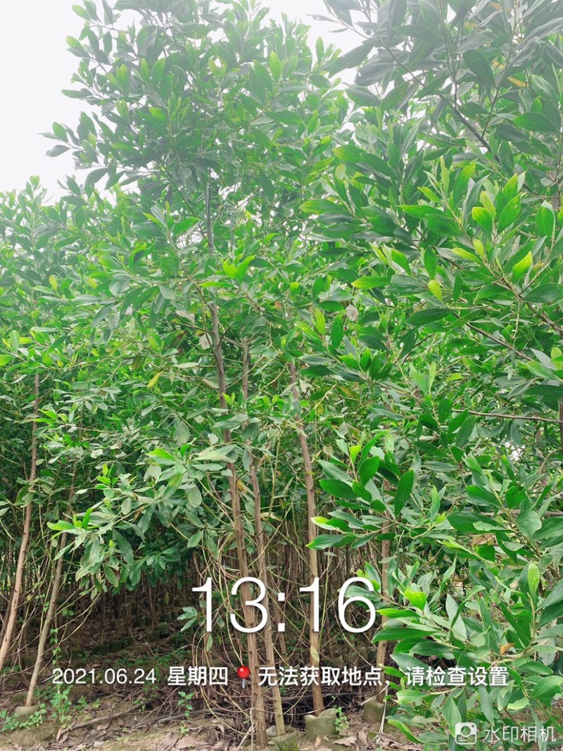 马占相思