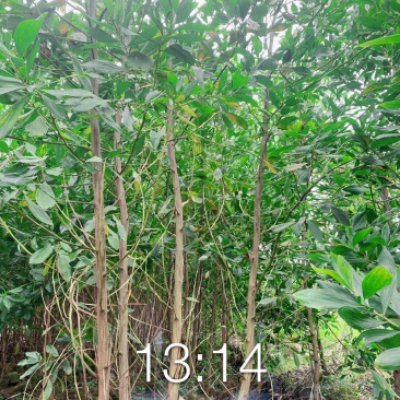 马占相思