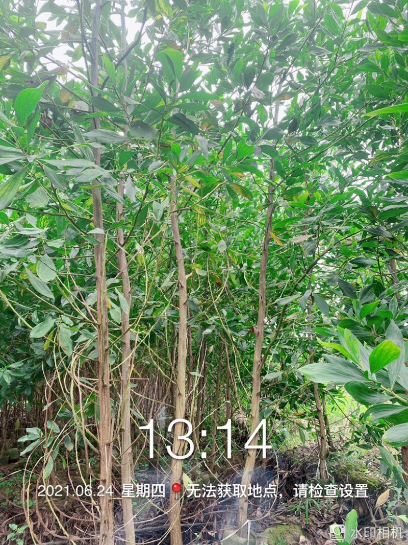 马占相思