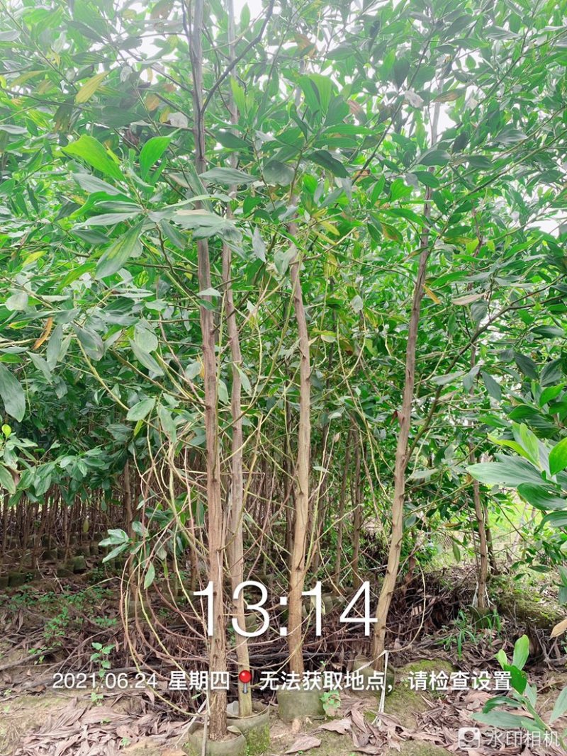 马占相思