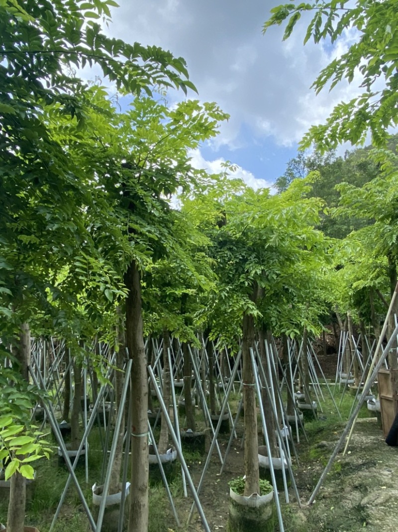 海南黄花梨