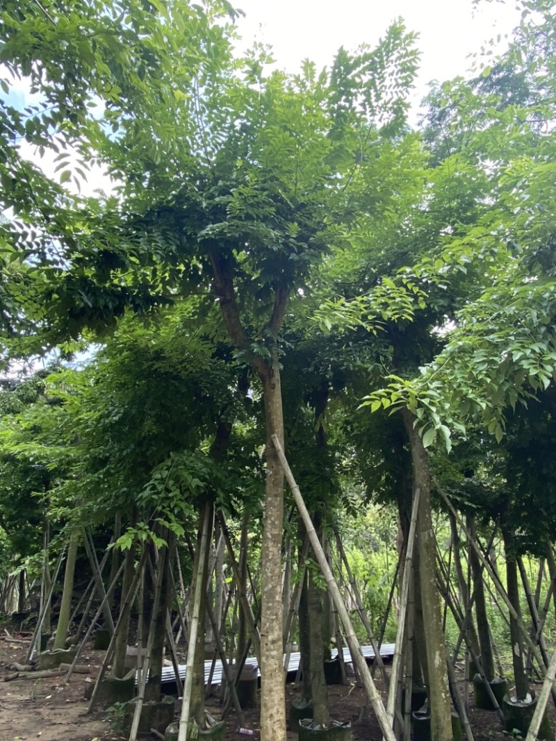 海南黄花梨