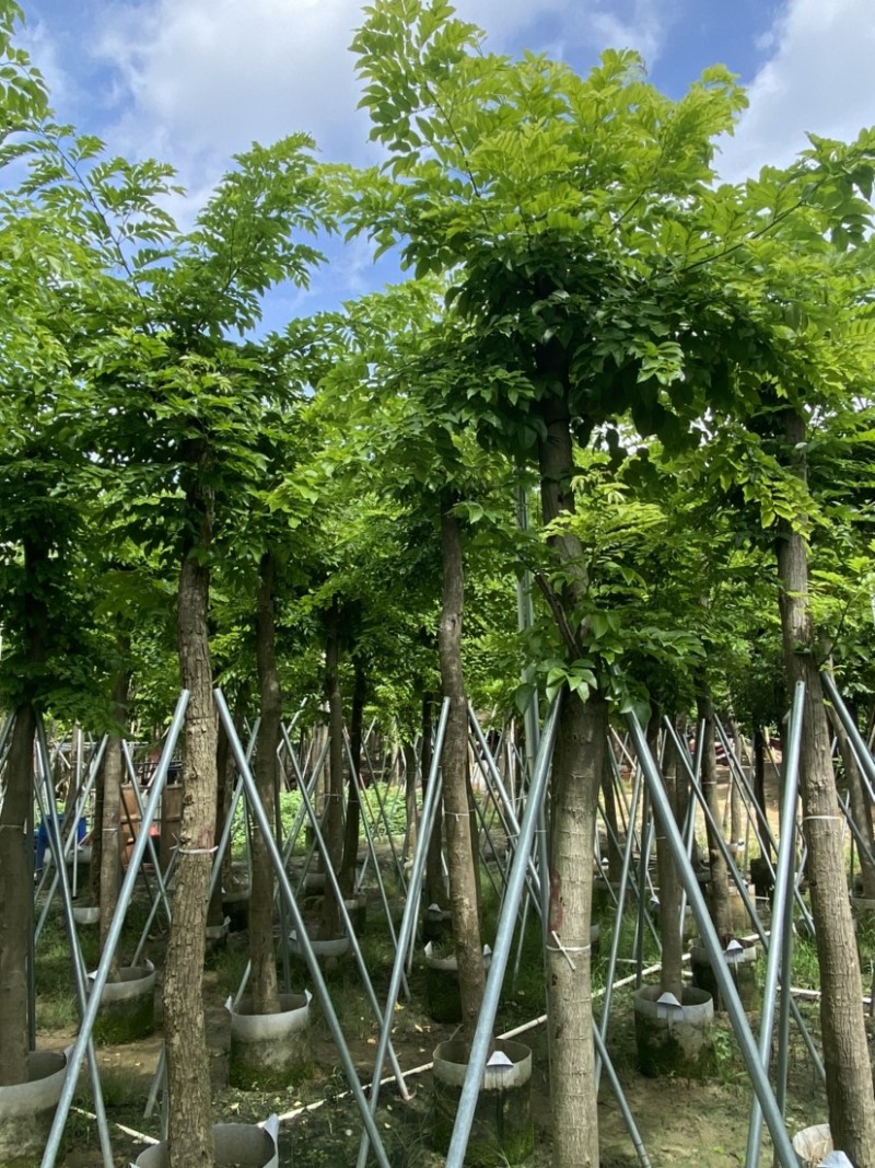 海南黄花梨