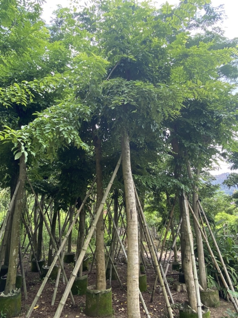 海南黄花梨