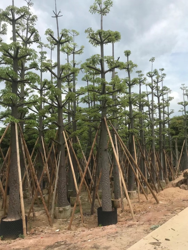 本地木棉