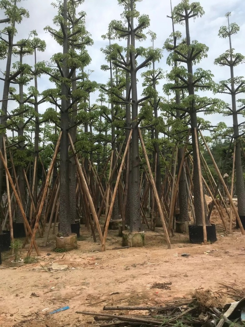 本地木棉