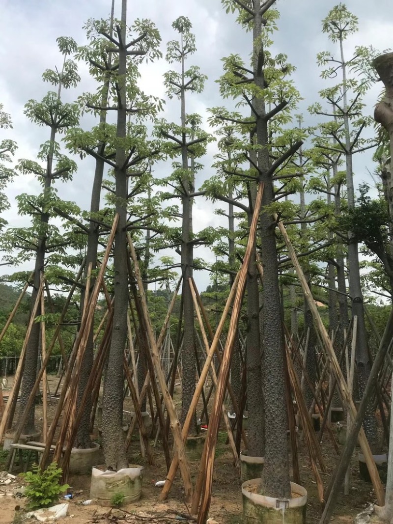 本地木棉