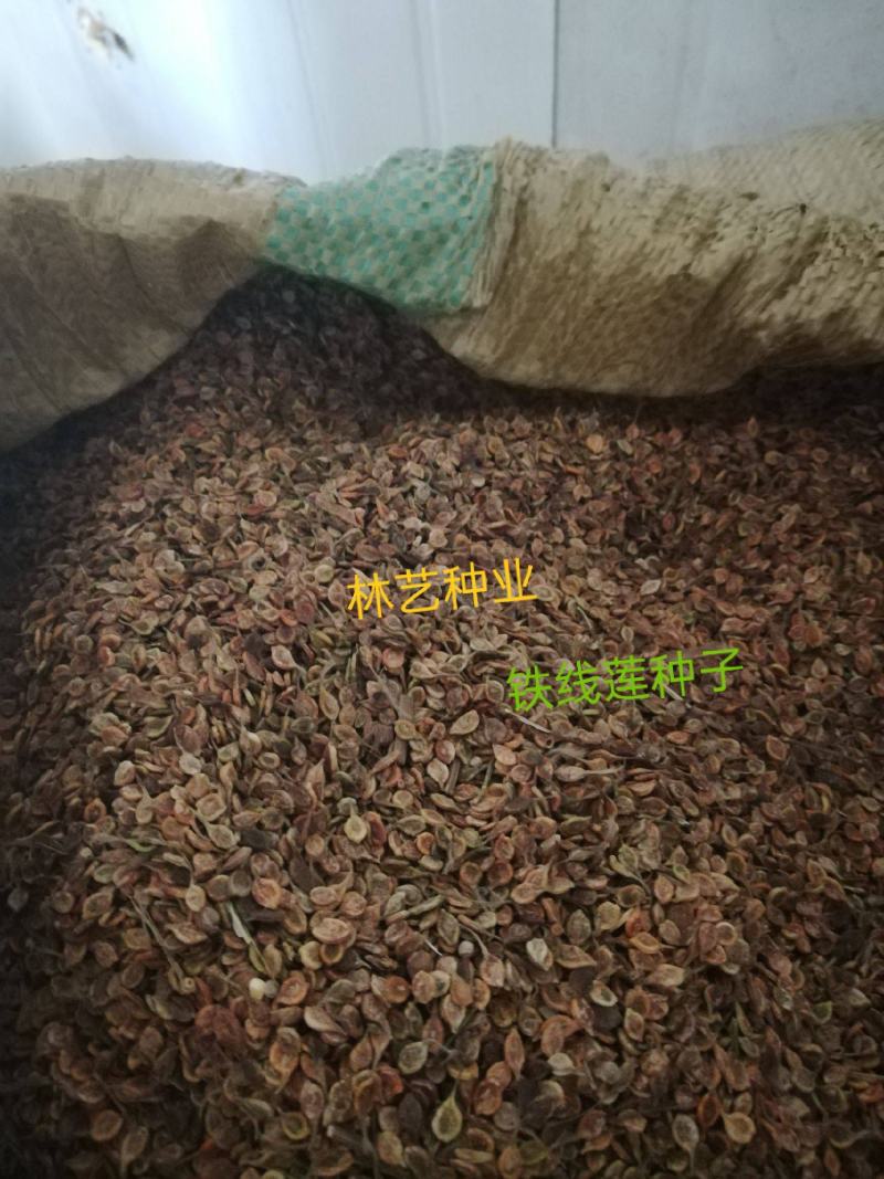 铁线莲种子铁线莲绿眼睛种子植物大花铁藤本提供视频看货