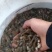 出售无病毒幼蛙.小圆头，花生米，包成活率