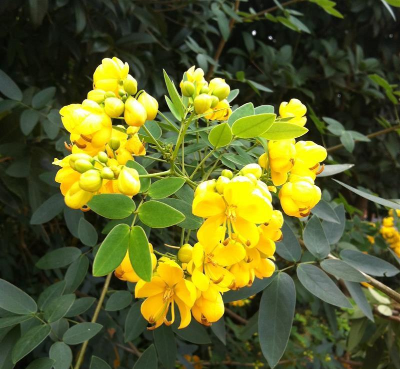 黄花槐种子金凤树豆槐黄槐种优良园林绿化树种双荚槐红花槐