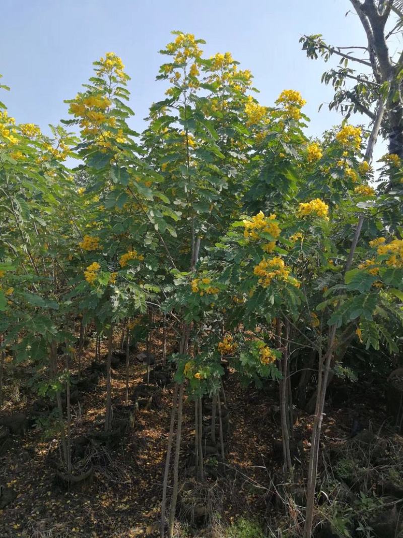 黄花槐种子金凤树豆槐黄槐种优良园林绿化树种双荚槐红花槐