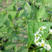 野生龙葵种子水果龙葵种籽春夏种植悠黑悠悠特色四季盆栽蔬菜