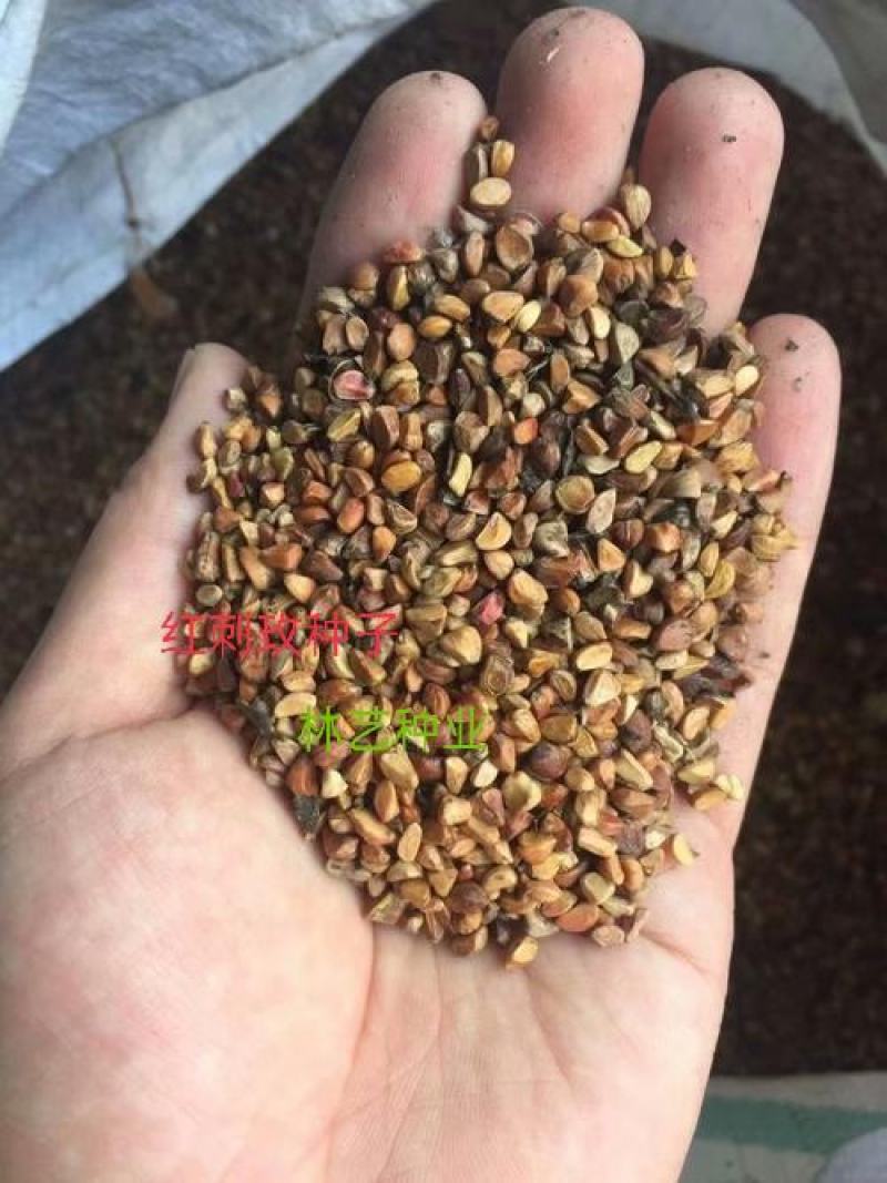 红刺玫种子带刺玫瑰花种子包邮园林绿化观赏开花