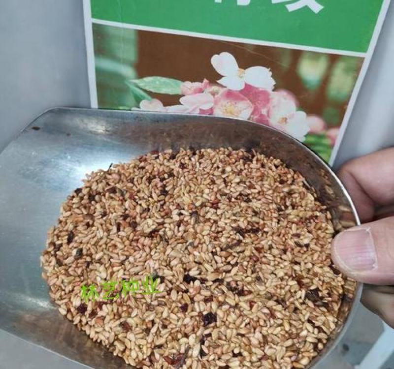 红刺玫种子带刺玫瑰花种子包邮园林绿化观赏开花
