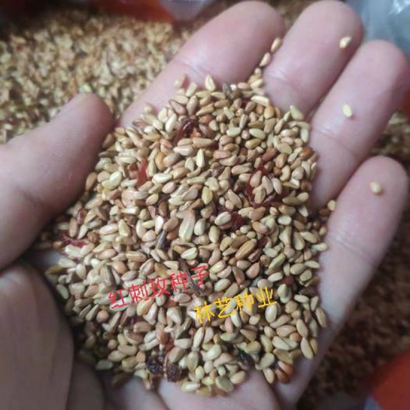 红刺玫种子带刺玫瑰花种子包邮园林绿化观赏开花