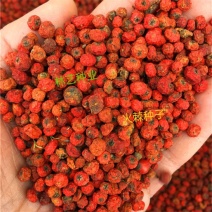 新采火棘种子盆栽花卉沙棘庭院阳台室外植物火把果救军粮花种
