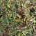 双叶大果石橄榄10斤起包邮，量大更优惠！
