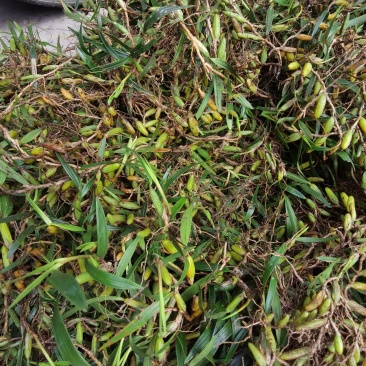 双叶大果石橄榄10斤起包邮，量大更优惠！