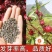 洛神花种子玫瑰茄种子阳台花卉盆栽花种子玫瑰花种子