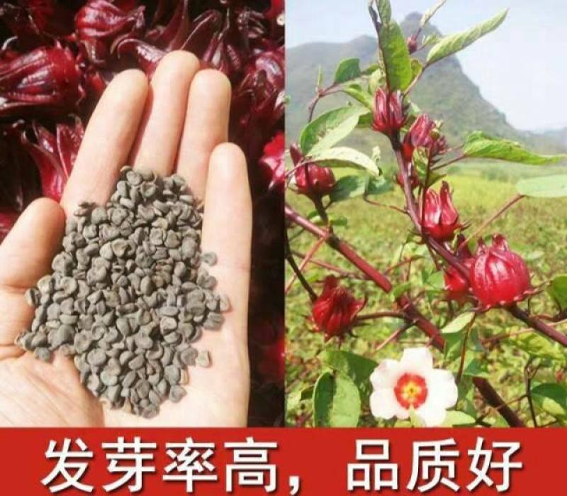 洛神花种子玫瑰茄种子阳台花卉盆栽花种子玫瑰花种子