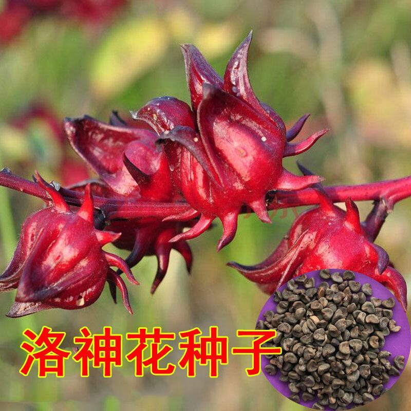 洛神花种子玫瑰茄种子阳台花卉盆栽花种子玫瑰花种子