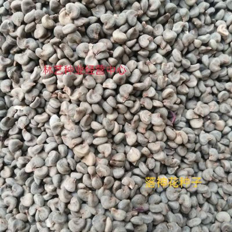 洛神花种子玫瑰茄种子阳台花卉盆栽花种子玫瑰花种子