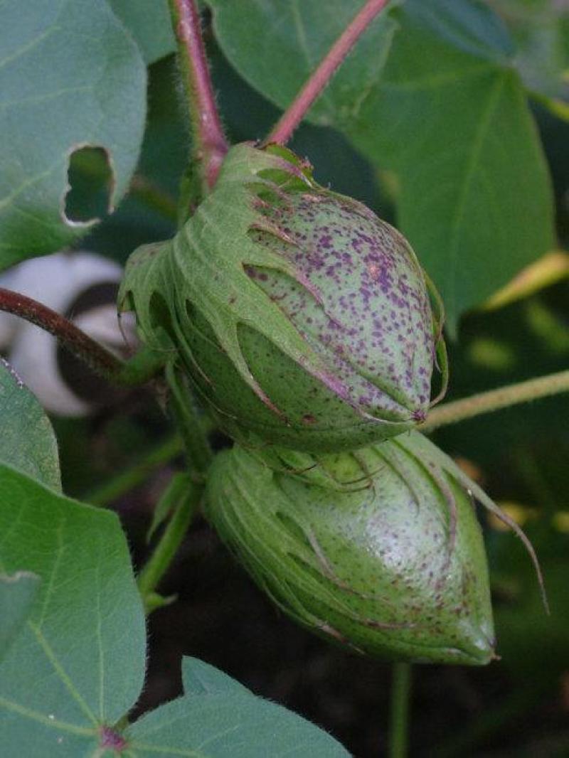 锦葵种子花种籽盆栽花卉植物耐寒四季播种易活庭院绿化观赏花