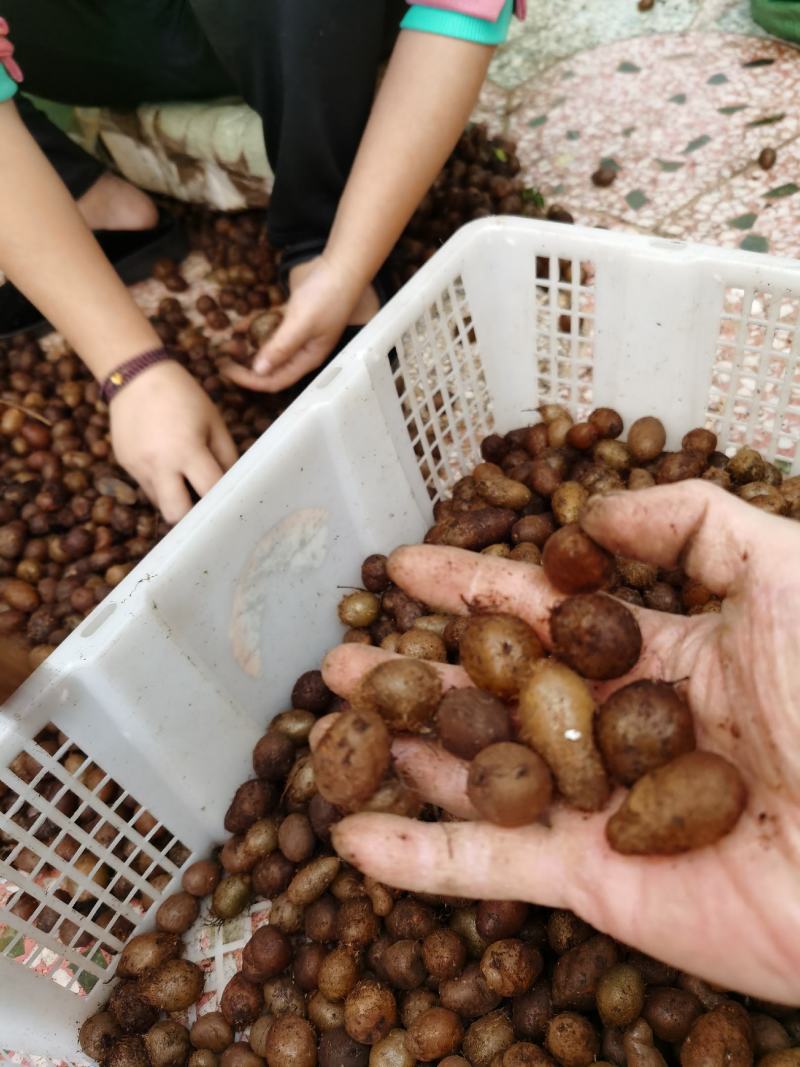 野生石黄皮山黄皮凤凰蛋蜈蚣草马骝卵选货