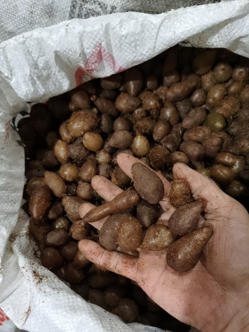 野生石黄皮山黄皮凤凰蛋蜈蚣草马骝卵选货