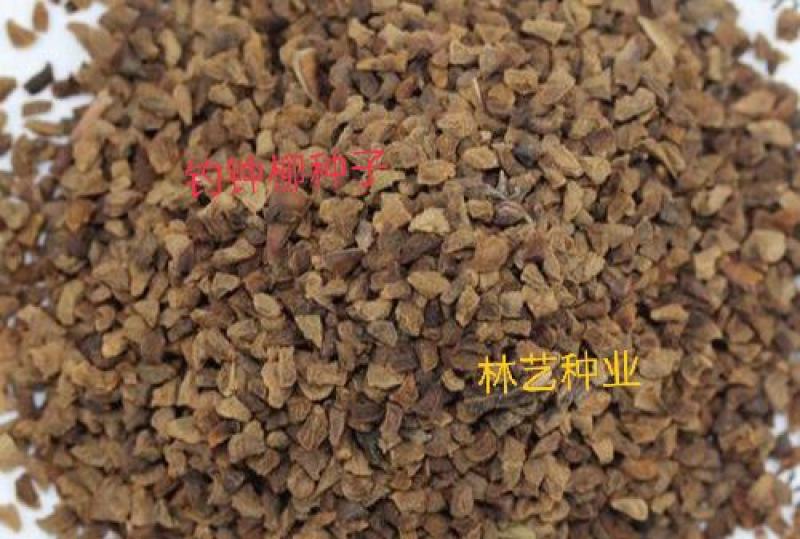 钓钟柳种子吊钟柳花卉种子庭院阳台草花种子景观花海花种子