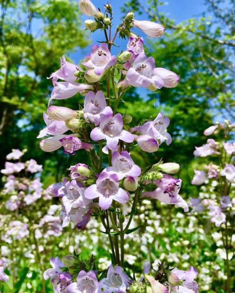 钓钟柳种子吊钟柳花卉种子庭院阳台草花种子景观花海花种子
