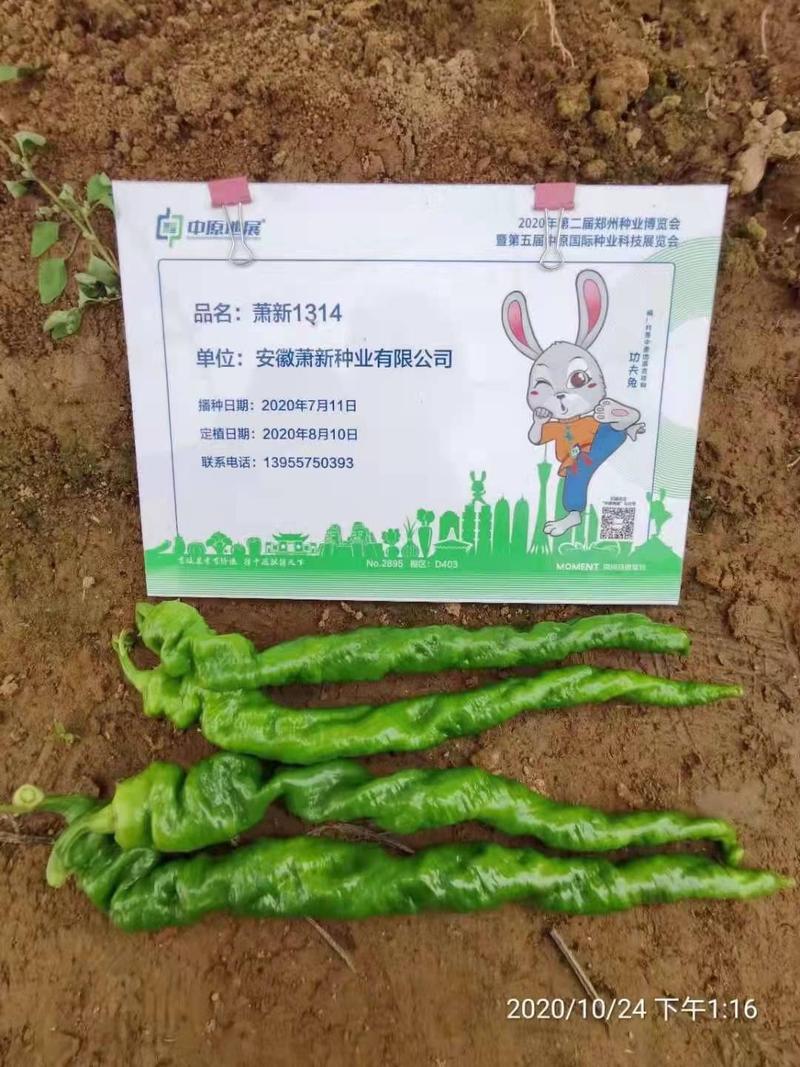螺丝线椒种子一代杂交品种果长26～32厘米早熟