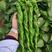 螺丝线椒种子一代杂交品种果长26～32厘米早熟