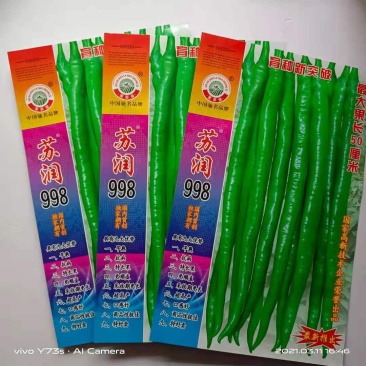 苏润线椒种子888/998/苏润一号特长线椒早熟原装种子