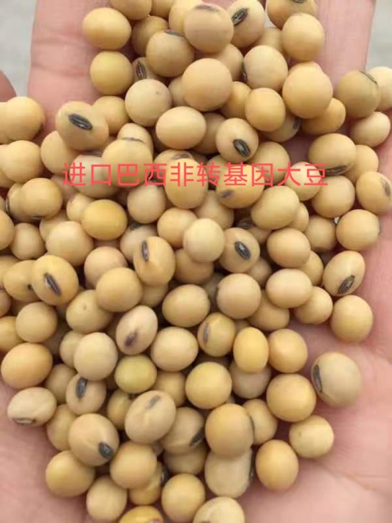 益生菌纳豆菌发酵大豆，袋装，进口非转大豆，日照港提货