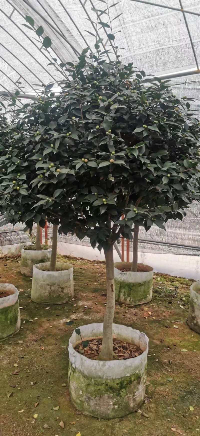 茶花