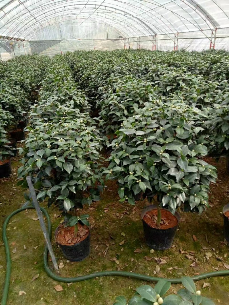 茶花