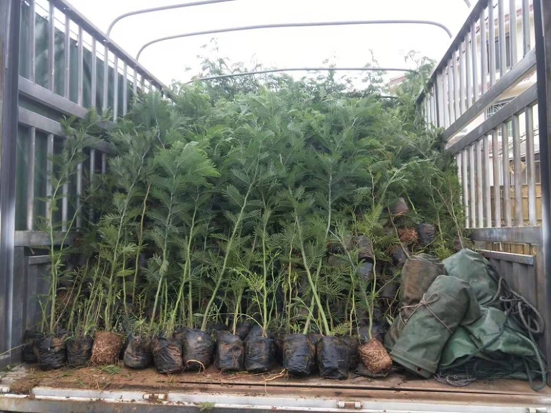 黑荆树，银荆树，金合欢，圣诞树，圣诞树苗，黑荆树苗