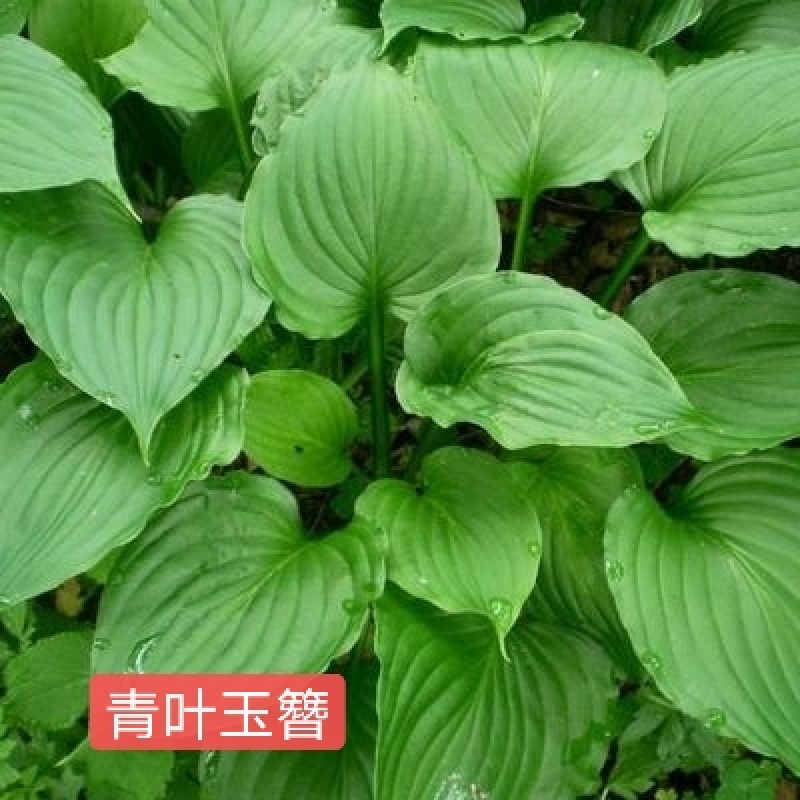 玉簪金边玉簪花叶玉簪青叶玉簪可视频看货选货包邮！