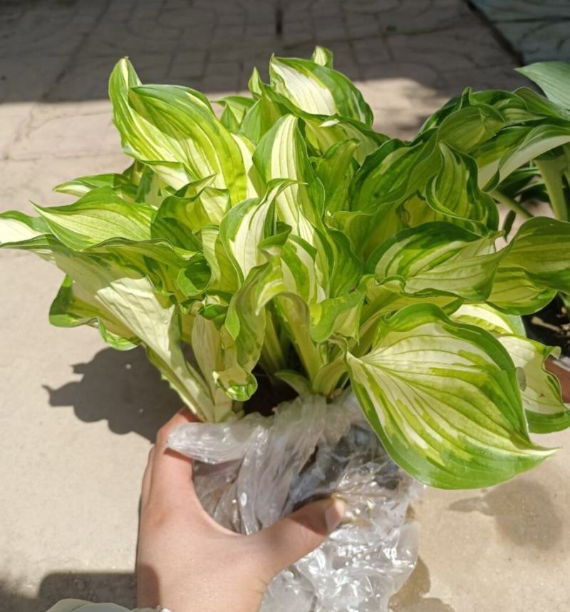 玉簪金边玉簪花叶玉簪青叶玉簪可视频看货选货包邮！