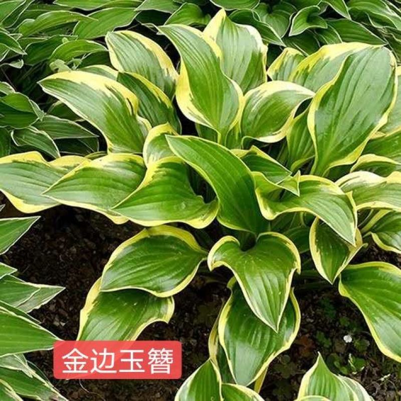玉簪金边玉簪花叶玉簪青叶玉簪可视频看货选货包邮！