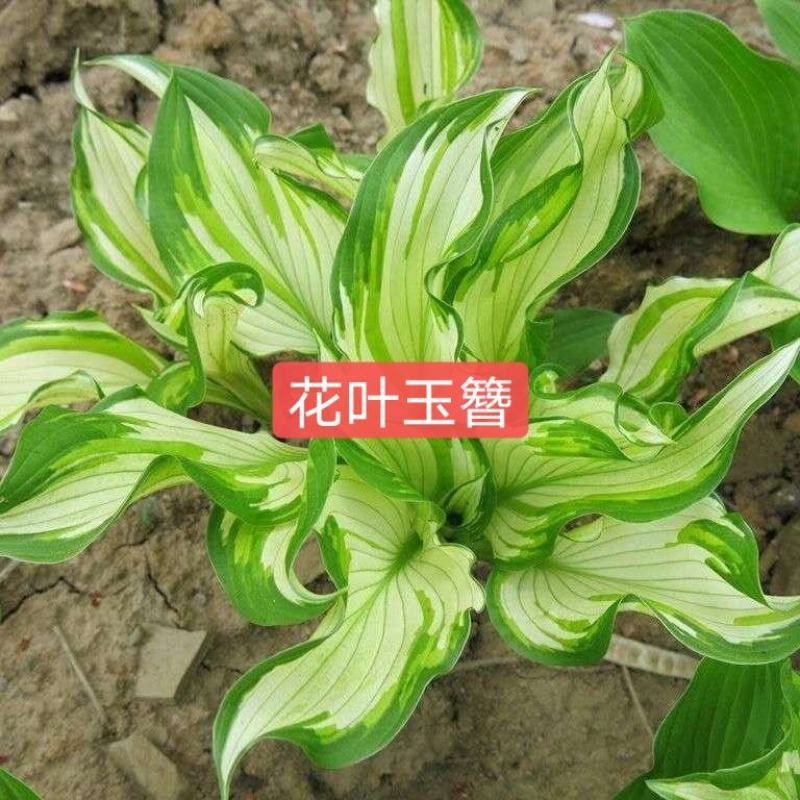 玉簪金边玉簪花叶玉簪青叶玉簪可视频看货选货包邮！